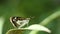 Butterfly perched on weeds