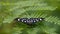 Butterfly perched on weeds