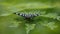 Butterfly perched on weeds