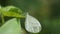 Butterfly perched on weeds