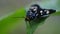 Butterfly perched on weeds