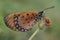 A butterfly perches on a dry flower