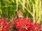 A butterfly perches on a higanbana flower. Ears of rice in the background