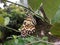 A butterfly perches on a plant branch with a blurred background