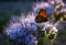 Butterfly on Phacelia Tanacetifolia Flower at sunset