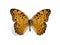 Butterfly Phalanta phalantha (female)