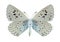 Butterfly Phengaris arion (underside)