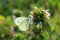 Butterfly Pieris brassicae, also called cabbage butterfly