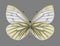 Butterfly Pieris bryoniae female underside