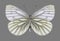 Butterfly Pieris euorientis female underside