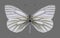 Butterfly Pieris euorientis male underside