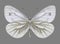 Butterfly Pieris napi female underside