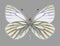 Butterfly Pieris napi male underside