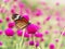 butterfly on pink Amaranth flower fields