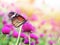 Butterfly on pink Amaranth flower fields