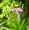 Butterfly and pink creeper flowers in a lush garden