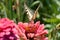 Butterfly on a pink flower