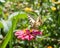 Butterfly on a pink flower