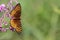 Butterfly on pink flower