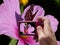 Butterfly on pink flower in camera viewfinder