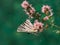 Butterfly on pink flower. Scarce swallowtail Iphiclides podalirius isolated on green nature background. Colorful butterfly wings