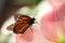 Butterfly on pink flower in sunset