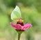 Butterfly on pink flowers