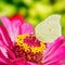 Butterfly on pink Zinnia flower with light colorful blurred bokeh background. Lemon butterfly in detail. Square, animal themes