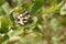 Butterfly on a plant