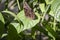 Butterfly on a plant