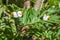 Butterfly on a plant