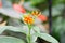 Butterfly plant blur background taken in the daytime at springtime