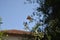 Butterfly. on a plant branch, colored with open wings, blurred background and blue sky, blurred masonry construction, interior of