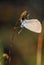 Butterfly on plants, close up