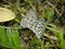 Butterfly - Plumbago Blue, Zebra blue, Leptotes plinius