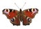 butterfly png pictures