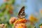 Butterfly poised on flower