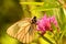 A butterfly pollinates clover in a field