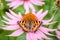butterfly pollinates echinacea purpurea/butterfly pollinates sum