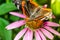 Butterfly pollinates on flower/beautiful butterfly pollinates on a bright echinacea flower