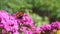 Butterfly pollinates pink flower on green background