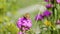 Butterfly pollinates pink flower on green background