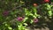 Butterfly pollinating blooming flowers in summer garden. Butterfly collecting nectar summer flowers in flowering meadow.