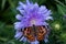 A butterfly pollinating a blue daisy flower