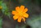 A butterfly pollinating a Cosmos Sulphureus flower