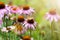 Butterfly pollinating wildflowers