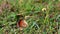 Butterfly pollinating the wildflowers amazing nature life on the grassland