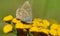 Butterfly Polyommatus icarus on Tanacetum vulgare - Tricity Landscape Park