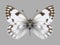 Butterfly Pontia callidice female