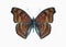 Butterfly Precis (Junonia) hedonia